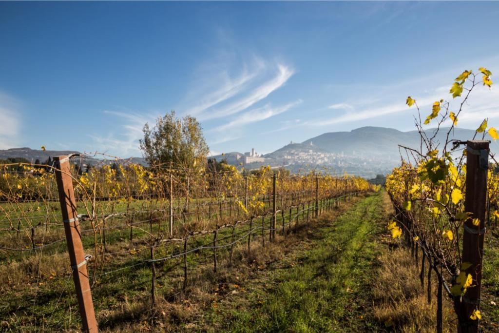 Favorita Food&Wine Resort Bastia Umbra Buitenkant foto